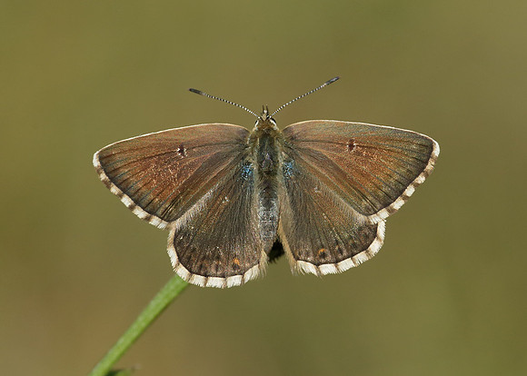 Chalk Hill Blue Polyommatus coridon
