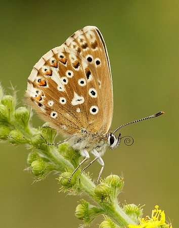 Chalk Hill Blue Polyommatus coridon
