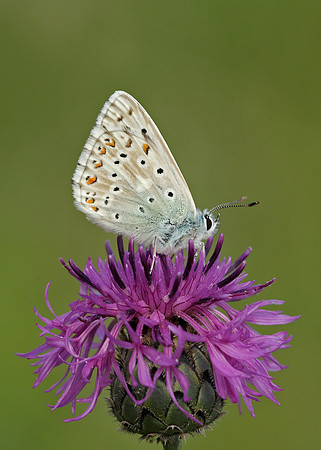 Chalk Hill Blue Polyommatus coridon