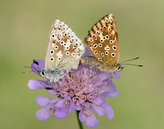 Chalk Hill Blue Polyommatus coridon