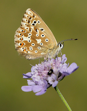 Chalk Hill Blue Polyommatus coridon