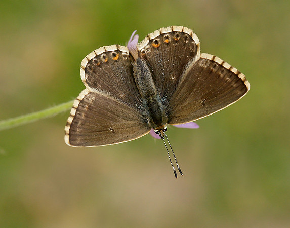Chalk Hill Blue Polyommatus coridon