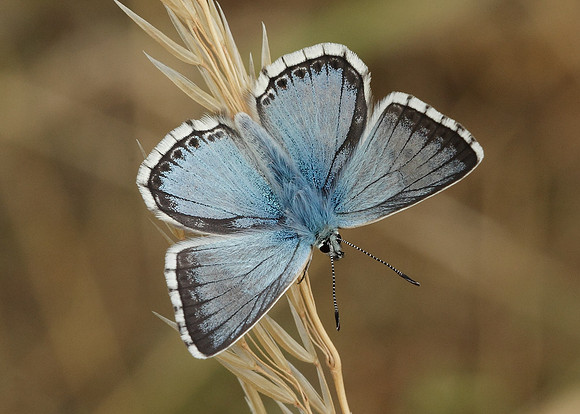 Chalk Hill Blue Polyommatus coridon