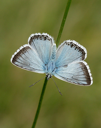 Chalk Hill Blue Polyommatus coridon