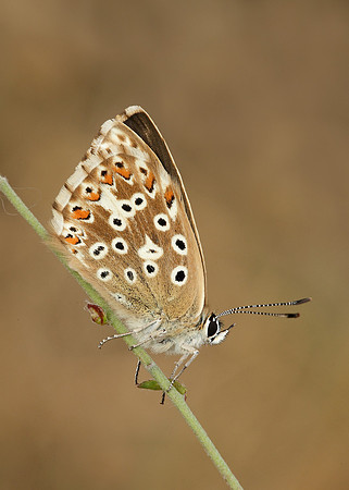 Chalk Hill Blue Polyommatus coridon