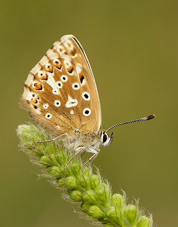Chalk Hill Blue Polyommatus coridon