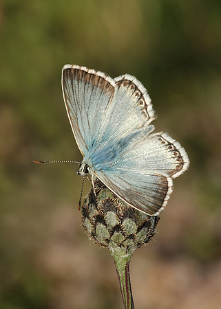 Chalk Hill Blue Polyommatus coridon
