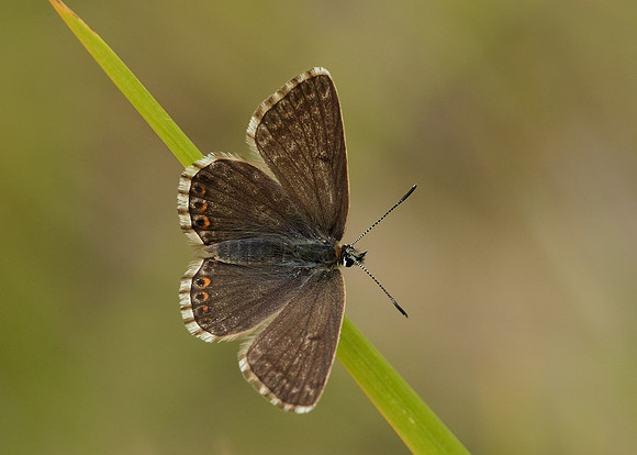 Chalk Hill Blue Polyommatus coridon