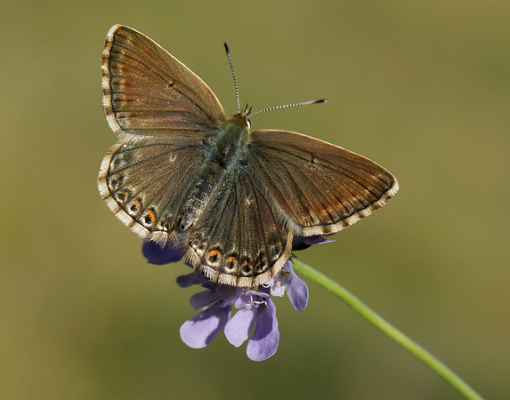 Chalk Hill Blue Polyommatus coridon