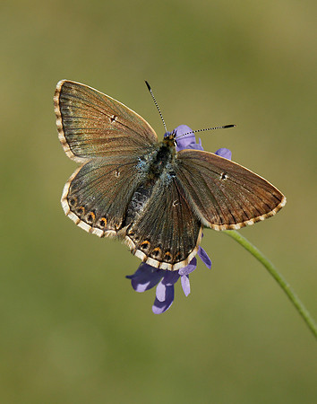 Chalk Hill Blue Polyommatus coridon