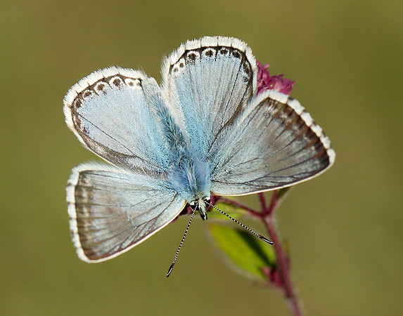 Chalk Hill Blue Polyommatus coridon