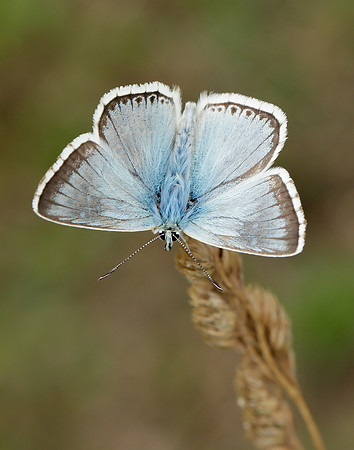 Chalk Hill Blue Polyommatus coridon