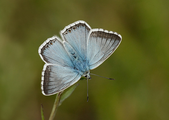 Chalk Hill Blue Polyommatus coridon