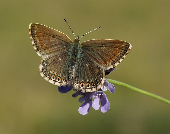 Chalk Hill Blue Polyommatus coridon