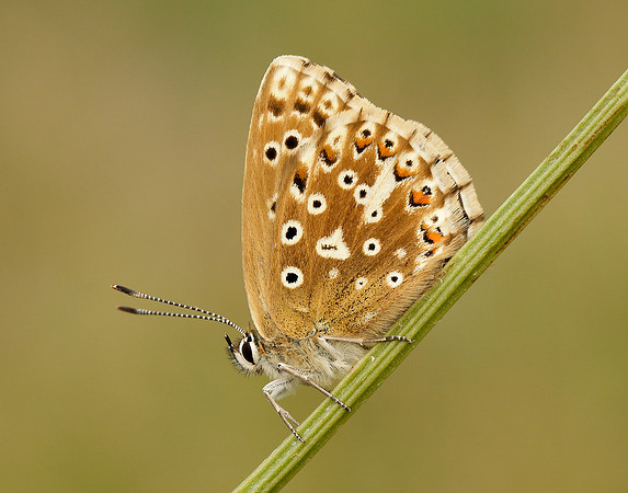 Chalk Hill Blue Polyommatus coridon