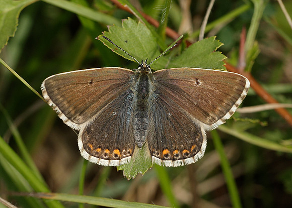 Chalk Hill Blue Polyommatus coridon