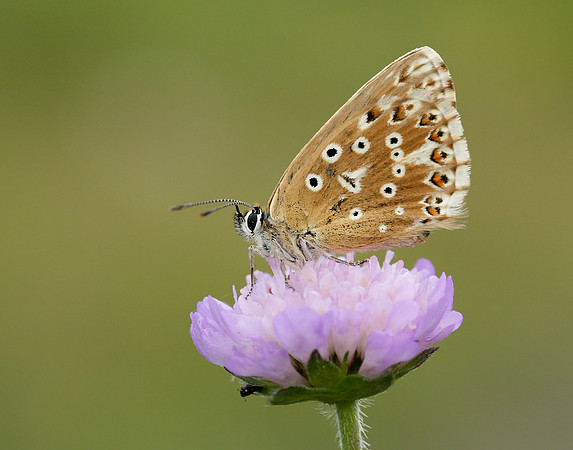 Chalk Hill Blue Polyommatus coridon