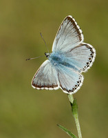 Chalk Hill Blue Polyommatus coridon