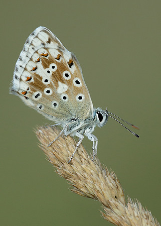 Chalk Hill Blue Polyommatus coridon