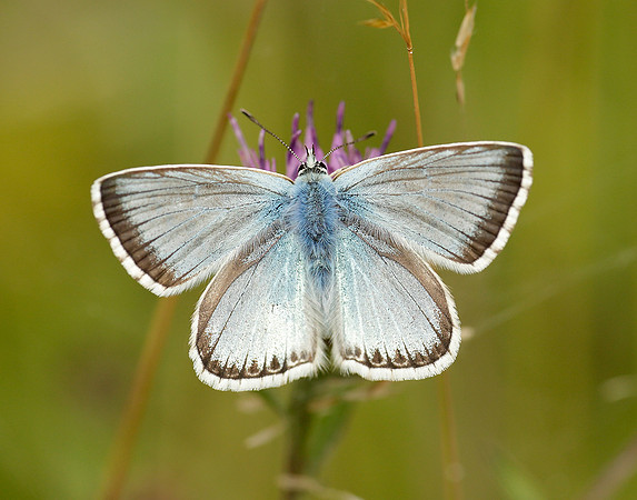 Chalk Hill Blue Polyommatus coridon