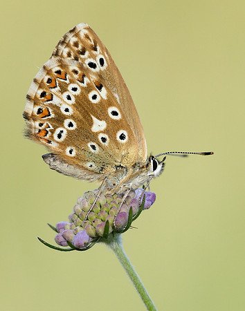 Chalk Hill Blue Polyommatus coridon