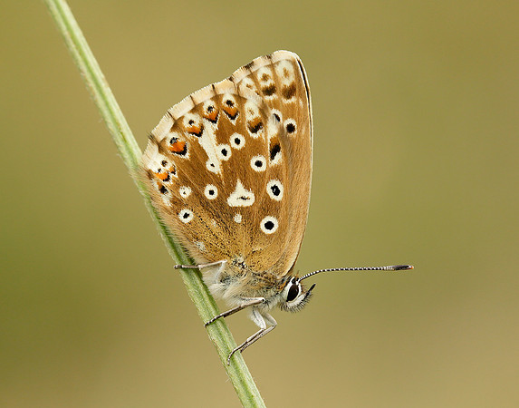 Chalk Hill Blue Polyommatus coridon