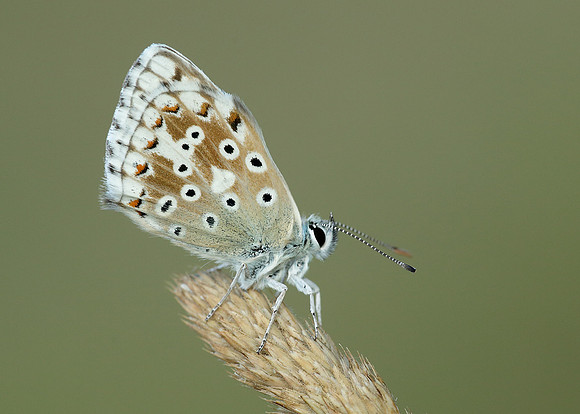 Chalk Hill Blue Polyommatus coridon