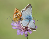 Chalk Hill Blue Polyommatus coridon