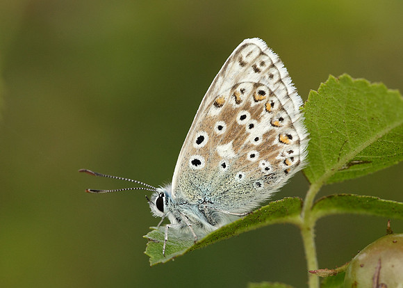 Chalk Hill Blue Polyommatus coridon