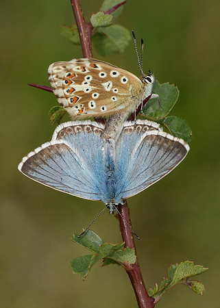 Chalk Hill Blue Polyommatus coridon