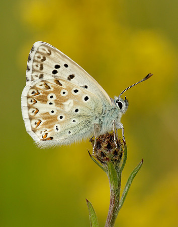 Chalk Hill Blue Polyommatus coridon