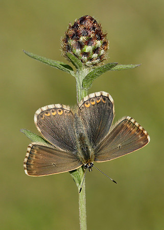 Chalk Hill Blue Polyommatus coridon