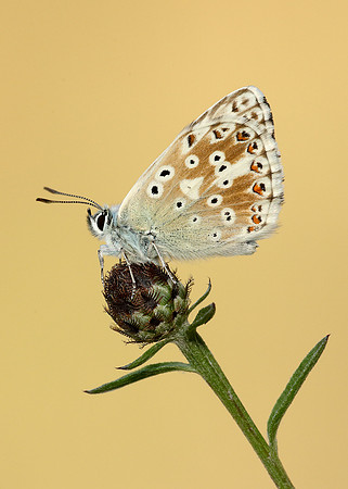 Chalk Hill Blue Polyommatus coridon