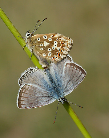 Chalk Hill Blue Polyommatus coridon