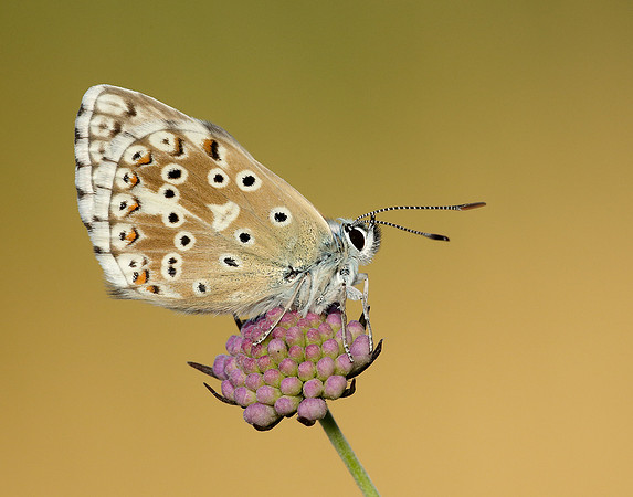 Chalk Hill Blue Polyommatus coridon