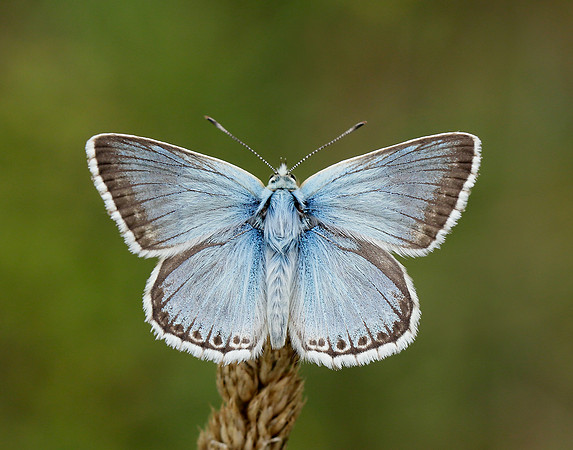 Chalk Hill Blue Polyommatus coridon