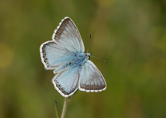 Chalk Hill Blue Polyommatus coridon