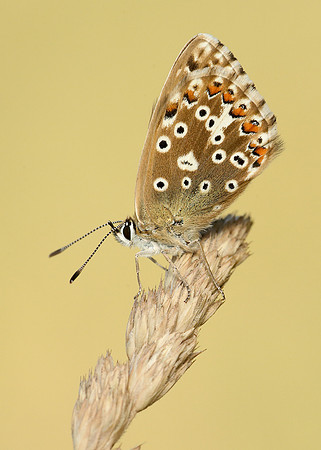 Chalk Hill Blue Polyommatus coridon