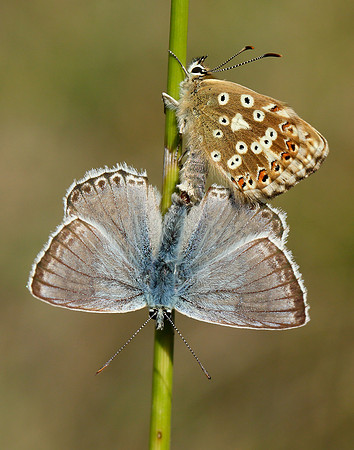 Chalk Hill Blue Polyommatus coridon