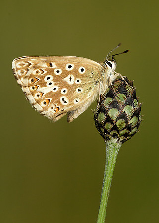 Chalk Hill Blue Polyommatus coridon