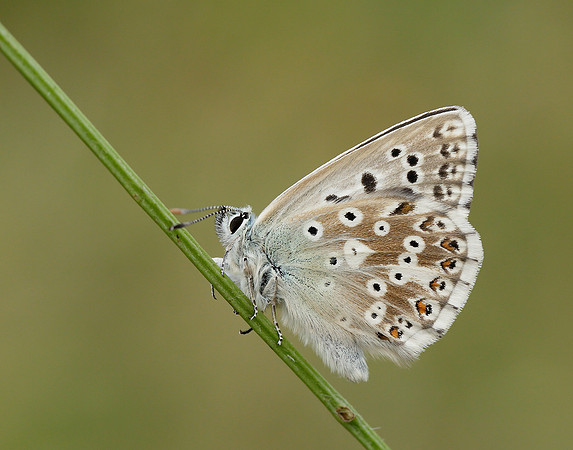 Chalk Hill Blue Polyommatus coridon