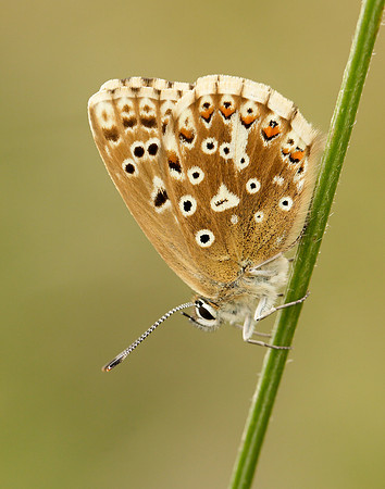 Chalk Hill Blue Polyommatus coridon