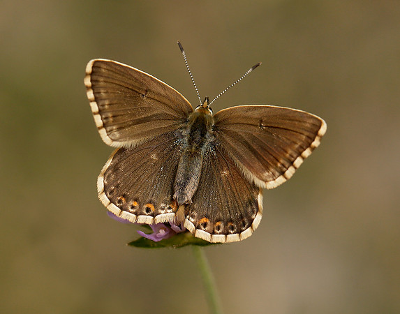 Chalk Hill Blue Polyommatus coridon