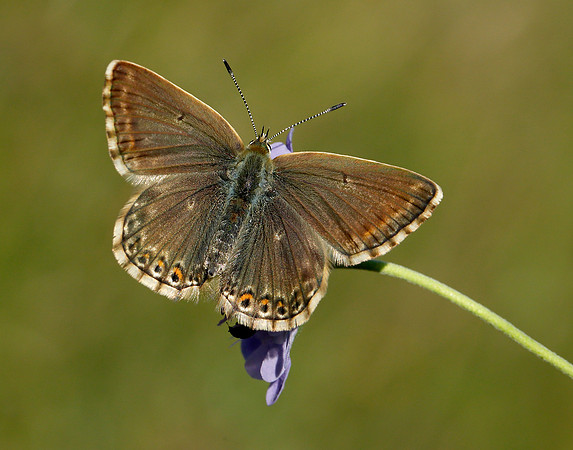 Chalk Hill Blue Polyommatus coridon
