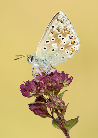 Chalk Hill Blue Polyommatus coridon