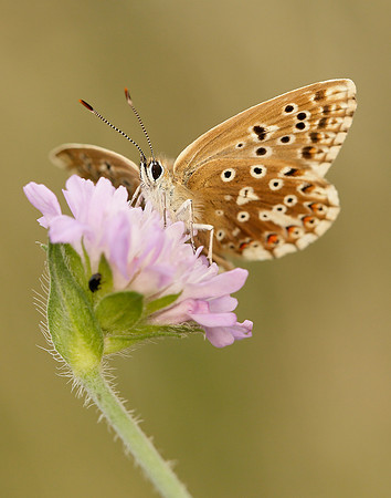 Chalk Hill Blue Polyommatus coridon