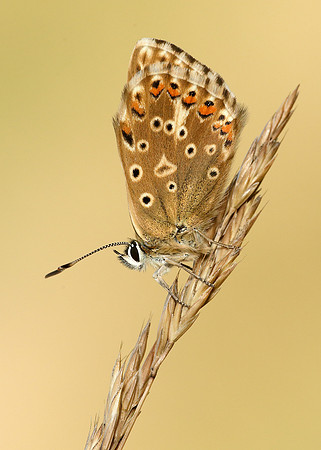 Chalk Hill Blue Polyommatus coridon