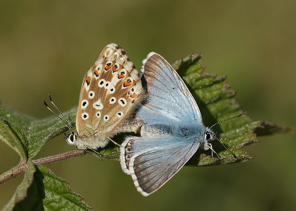 Chalk Hill Blue Polyommatus coridon