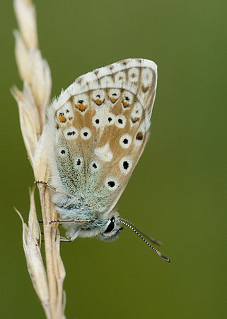 Chalk Hill Blue Polyommatus coridon