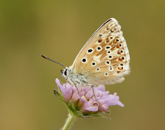Chalk Hill Blue Polyommatus coridon